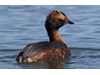 Photo of Podiceps auritus
